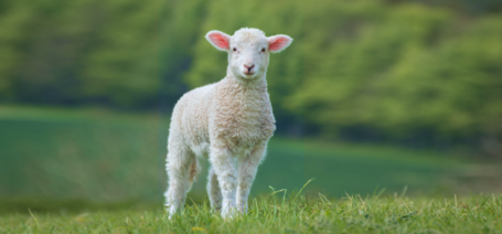 Задача про братьев и баранов